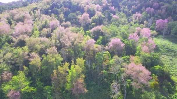 Wald Voller Wilder Sakura Blüht Frühling 2023 Der Farbwechsel Verleiht — Stockvideo