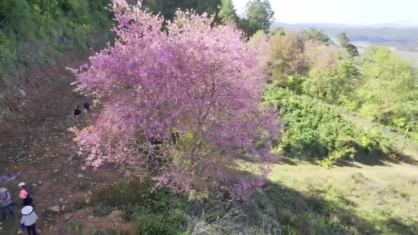 Lat Єтнам Січня 2023 Яскраво Цвіте Дерево Вишневого Абрикоса Весняним — стокове відео