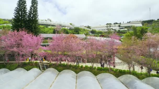 Lat Vietnam Januari 2023 Rijen Wilde Sakura Bomen Geplant Woonwijken — Stockvideo