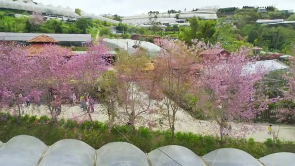 Lat Vietnam Januar 2023 Reihenweise Wilde Sakura Bäume Die Wohngebieten — Stockvideo