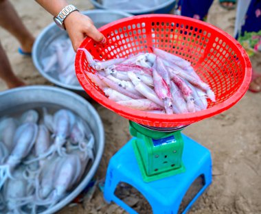 Taze mürekkep balığı balık pazarında yakalanırlar. Bu balık türleri canlı'nin Orta ve Güney Vietnam doğusunda