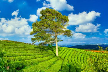 Çayın yamacındaki manzara Vietnam 'ın dağlık kesimlerinde güzel bir vadi oluşturdu.
