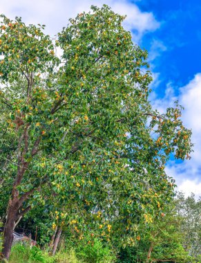 Hasatta Ağaç Dalı Üzerine Organik Hurmak Meyvesi. Onlar insan sağlığı için iyi tatlı besleyici meyveler vardır