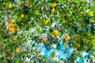 Hasatta Ağaç Dalı Üzerine Organik Hurmak Meyvesi. Onlar insan sağlığı için iyi tatlı besleyici meyveler vardır
