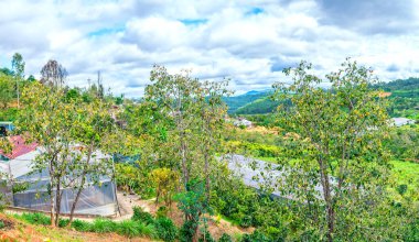 Hasatta Ağaç Dalı Üzerine Organik Hurmak Meyvesi. Onlar insan sağlığı için iyi tatlı besleyici meyveler vardır