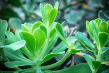 Succulent plant aeonium arboreum closeup, Plants grown indoors as ornamental plants, they adapt well to any habitat clipart