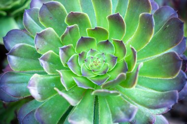 Sulu bitki, aeonyum arboryum, kapalı alan bitkileri, süs bitkisi olarak yetişir, her türlü doğal ortama iyi uyum sağlarlar.