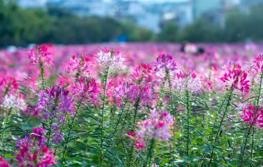 Cleome spinosa çiçek tarlası eko-turizm alanında parlak bir şekilde çiçek açar. Çiçekler koridorları, bahçeleri süslemek ve çevre için temiz hava yaratmak için kullanılır.