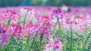 Cleome spinosa çiçek tarlası eko-turizm alanında parlak bir şekilde çiçek açar. Çiçekler koridorları, bahçeleri süslemek ve çevre için temiz hava yaratmak için kullanılır.