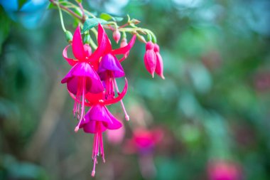 Fuchsia çiçekleri bahçeyi aydınlatan küçük güzel fenerler gibi gün ışığında açar. Güney Amerika ve Yeni Zelanda 'dan gelen çiçek