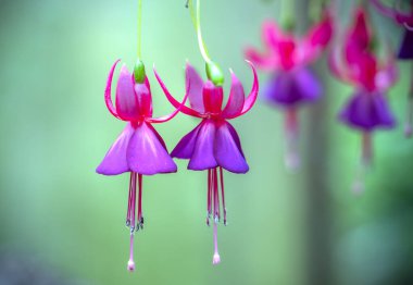 Fuchsia çiçekleri bahçeyi aydınlatan küçük güzel fenerler gibi gün ışığında açar. Güney Amerika ve Yeni Zelanda 'dan gelen çiçek