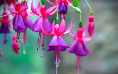 Fuchsia çiçekleri bahçeyi aydınlatan küçük güzel fenerler gibi gün ışığında açar. Güney Amerika ve Yeni Zelanda 'dan gelen çiçek