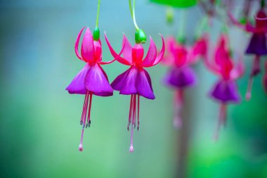 Fuchsia çiçekleri bahçeyi aydınlatan küçük güzel fenerler gibi gün ışığında açar. Güney Amerika ve Yeni Zelanda 'dan gelen çiçek