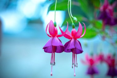 Fuchsia çiçekleri bahçeyi aydınlatan küçük güzel fenerler gibi gün ışığında açar. Güney Amerika ve Yeni Zelanda 'dan gelen çiçek