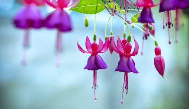 Fuchsia flowers bloom in the sunshine like beautiful little lanterns lighting the garden. Flower originating from South America and New Zealand clipart