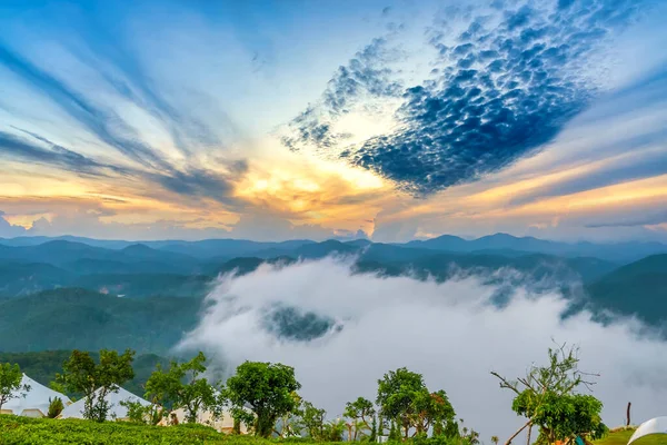 Landschaft Morgendämmerung Hang Des Tees Nebligen Hochland Lat Gepflanzt Unter — Stockfoto