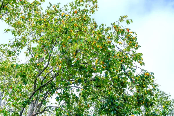 Orgaaninen Persimmon Fruit Tree Branch Sadonkorjuun Yhteydessä Ovat Makeita Ravitsevia — kuvapankkivalokuva