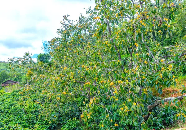 Fruta Cáqui Orgânica Árvore Ramo Colheita São Frutos Nutritivos Doces — Fotografia de Stock