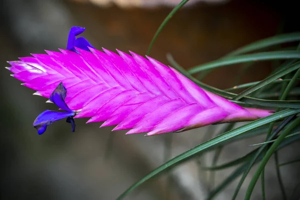Tillandsia Cyanea Közismert Nevén Rózsaszín Toll Egy Faj Virágzó Növény — Stock Fotó