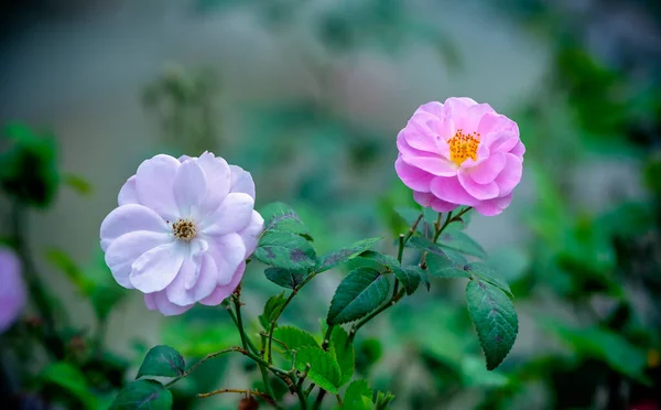 Квітка Кориці Розові Подвійним Листям Мутації Цвіте Саду Кохання Квітка — стокове фото