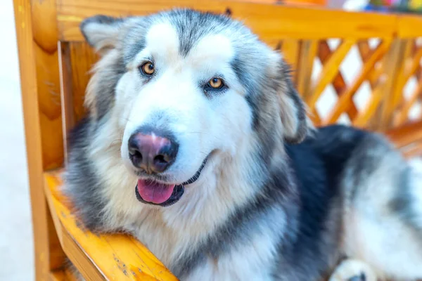 Alaska Malamute Hund Porträtt Domesticerade Husdjur Mycket Vänliga Och Bra — Stockfoto