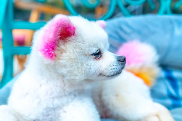 Cute Poodle Impressive Fur Domesticated House Very Friendly Good Friends — Stock Photo, Image