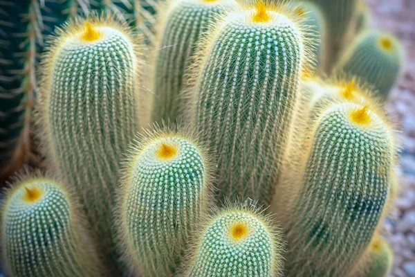 Cactus Semak Semak Ditanam Sepanjang Pinggir Jalan Membuat Miniatur Taman — Stok Foto
