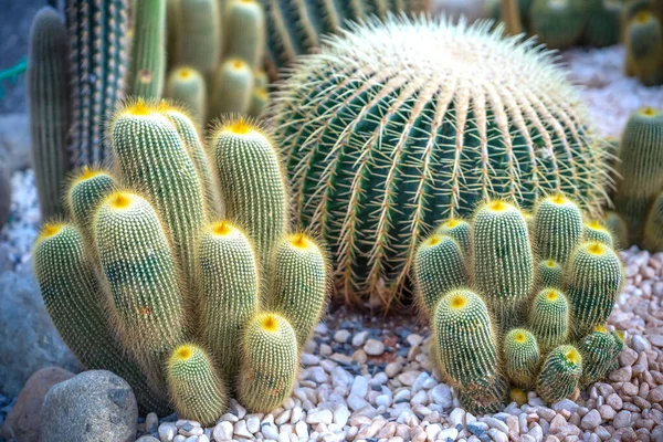 Cactus Bushes Planted Roadside Make Miniatures Park Tree Adapts Well — Stock Photo, Image