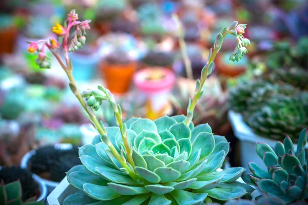 Succulents Colorés Lit Fleurs Ils Sont Cultivés Dans Petits Pots — Photo