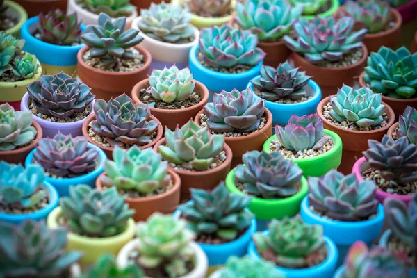 Colorful Succulents Flower Bed Grown Small Pots Decorate Room — Stock Photo, Image