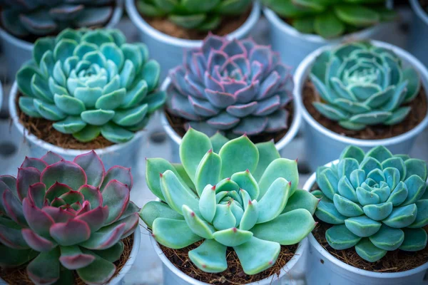 Colorful Succulents Flower Bed Grown Small Pots Decorate Room — Stock Photo, Image