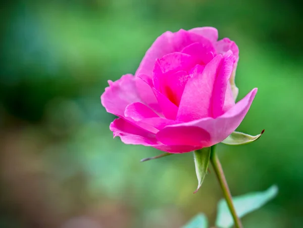 Rosas Florescem Jardim Dos Amantes Esta Flor Que Simboliza Amor — Fotografia de Stock