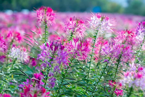 Cleome spinosa flower field blooms brilliantly in eco-tourism area ...