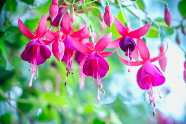 Flores Fúcsia Florescer Sol Como Belas Lanternas Pequenas Iluminando Jardim — Fotografia de Stock