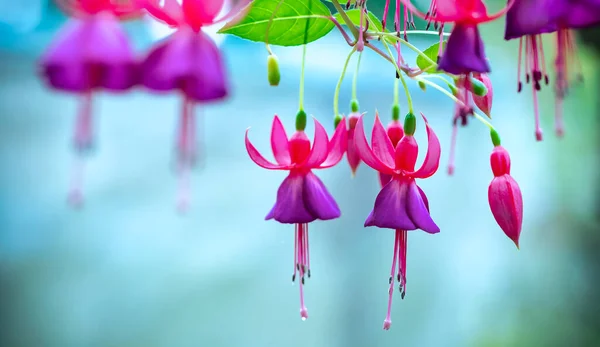 Fuchsia Çiçekleri Bahçeyi Aydınlatan Küçük Güzel Fenerler Gibi Gün Işığında — Stok fotoğraf