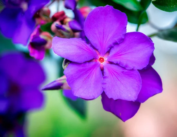 Flores Mirto Florecen Jardín Los Amantes Esta Una Simple Flor —  Fotos de Stock