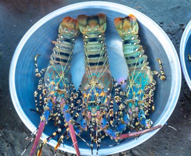 Orta Vietnam 'daki deniz ürünleri pazarında bir su kabında dikenli ıstakoz satılıyor.