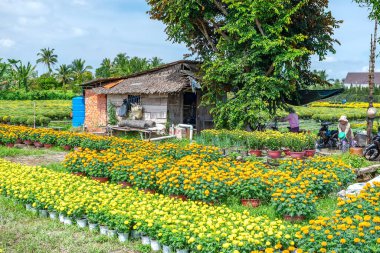 Marigold Bahçesi, Cho Lach, Ben Tre, Vietnam 'da hasat için hazırlanıyor. Bunlar, Mekong Deltası 'ndaki çiftçilerin evlerinin etrafındaki bahçelere ekilen hidrofonik bitkiler. Ay Yeni Yılı boyunca satılık.