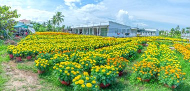 Marigold Bahçesi, Cho Lach, Ben Tre, Vietnam 'da hasat için hazırlanıyor. Bunlar, Mekong Deltası 'ndaki çiftçilerin evlerinin etrafındaki bahçelere ekilen hidrofonik bitkiler. Ay Yeni Yılı boyunca satılık.