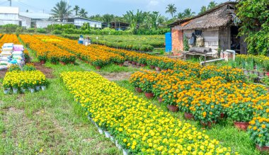 Marigold Bahçesi, Cho Lach, Ben Tre, Vietnam 'da hasat için hazırlanıyor. Bunlar, Mekong Deltası 'ndaki çiftçilerin evlerinin etrafındaki bahçelere ekilen hidrofonik bitkiler. Ay Yeni Yılı boyunca satılık.