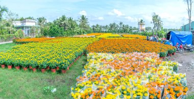 Marigold Bahçesi, Cho Lach, Ben Tre, Vietnam 'da hasat için hazırlanıyor. Bunlar, Mekong Deltası 'ndaki çiftçilerin evlerinin etrafındaki bahçelere ekilen hidrofonik bitkiler. Ay Yeni Yılı boyunca satılık.