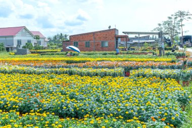 Sarı Papatya Bahçesi, Cho Lach, Ben Tre, Vietnam 'da hasat için hazırlanıyor. Bunlar, Mekong Deltası 'ndaki çiftçilerin evlerinin etrafındaki bahçelere ekilen hidrofonik bitkiler. Ay Yeni Yılı boyunca satılık.
