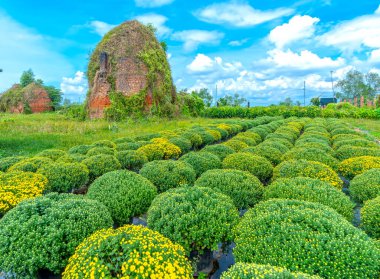 Baharın başında, Phu Son, Cho Lach, Ben Tre, Vietnam 'daki kasımpatı bahçesinde terk edilmiş tuğla fırınları. Burası bir zamanlar Mekong Deltası 'ndaki en büyük çiçek pazarı merkeziydi.