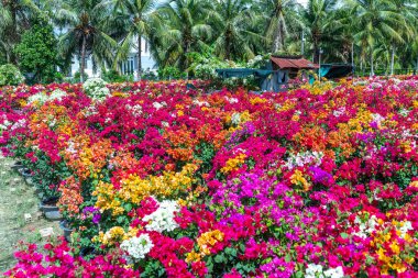 Cho Lach, Ben Tre, Vietnam 'da yeni yılı kutlamak için Bougainvillea' nın bateri köyü çiçek açtı. Burası Vietnam 'ın Mekong Deltası' ndaki en büyük çiçek yetiştirme ve tedarik alanı.