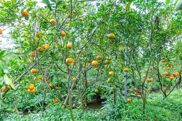 Ripe Tangerines Trees Waiting Harvested Specialty Lai Vung Dong Thap — Stock Photo, Image