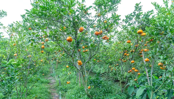 Olgun mandalinalar hasat edilmeyi bekliyor. Bu Lai Vung, Dong Thap, Vietnam ülkesi, Mekong Deltası 'nın uzmanlık alanı.