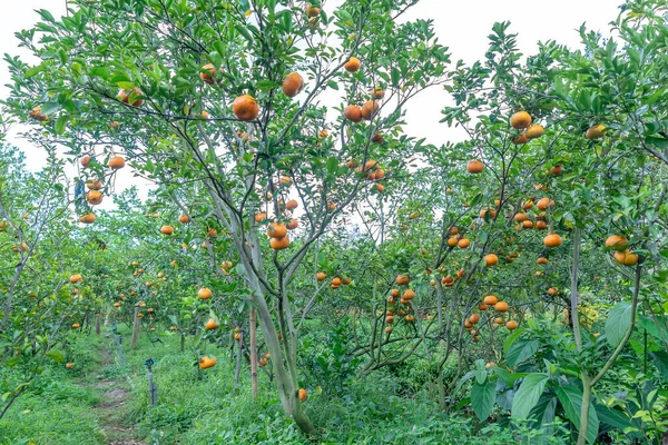 Dojrzałe Mandarynki Drzewach Czekających Zbiór Specjalność Lai Vung Dong Thap — Zdjęcie stockowe