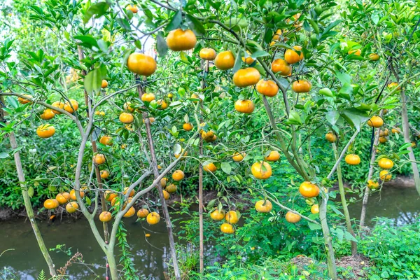 Tangerinas Maduras Árvores Esperando Para Serem Colhidas Esta Uma Especialidade — Fotografia de Stock