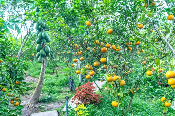 Reife Mandarinen Auf Bäumen Die Darauf Warten Geerntet Werden Dies — Stockfoto