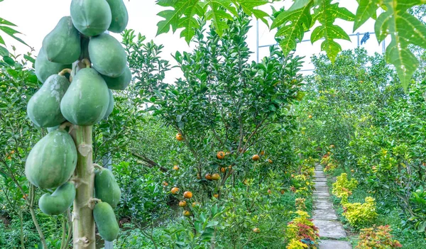 Árbol Papaya Bebe Árbol Jardín Intercalado Con Muchas Otras Frutas — Foto de Stock